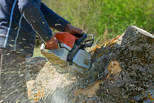 Aventura, FL  Tree Services Company