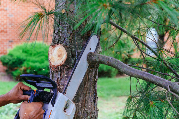 How Our Tree Care Process Works  in  Aventura, FL